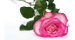 little rose